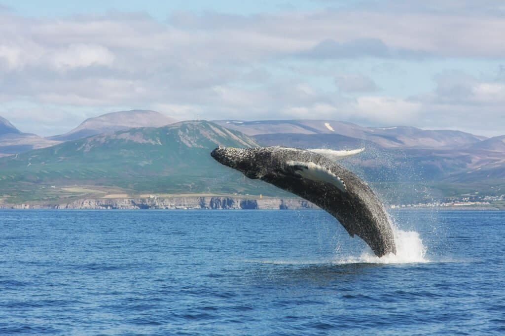 Čo vidieť v Reykjavíku - veľryby