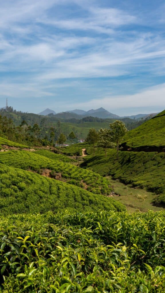 Top things to do in Munnar - Munnar Tea plantations
