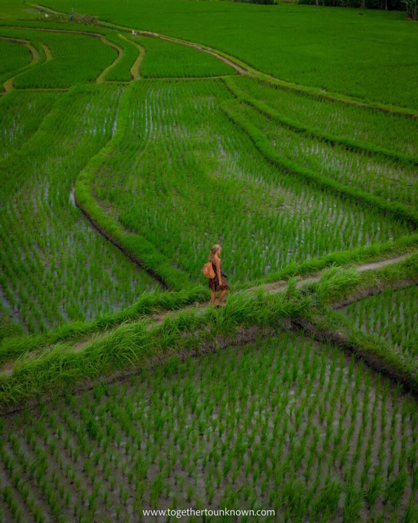 Canggu Rice fields drone